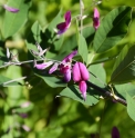 Lespedeza thunbergii JP4968