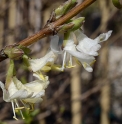 Lonicera x purpusii