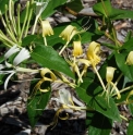 Lonicera similis
