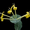 Lonicera tragophylla CBCH144