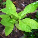 Lysimachia clethroides 'Heronswood Gold'