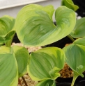 Maianthemum dilatatum 'Kure'