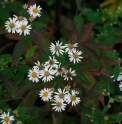 Aster microcephalus var.angustifolius