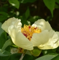 Paeonia mlokosewitschii