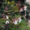 Philadelphus delavayi BO-15-149