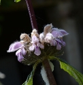 Phlomis tuberosa 