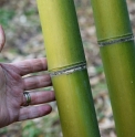 Phyllostachys parvifolia