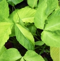 Pinellia tripartita 'Gold Dragon'