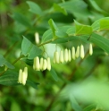 Polygonatum falcatum CBJP921 