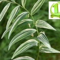 Polygonatum falcatum 'Variegata'