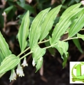 Polygonatum macranthum 'Houseki'