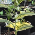 Polygonatum odoratum 'Yamato Nishiki'