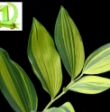 Polygonatum odoratum 'Zao Nishiki'