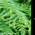 Pteris wallichiana 'Shishiba'