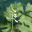 Pteroxygonum giraldii