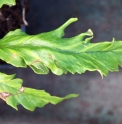 Pyrrosia lingua 'Ogon Nishiki'