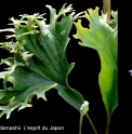 Pyrrosia lingua 'Sensu'