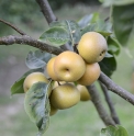 Pyrus pyrifolia 'Shinko'