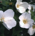 Rhodotypos scandens 