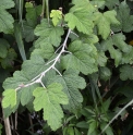 Rubus formosensis CMBTW1727