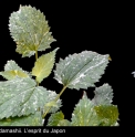 Salvia nipponica 'Shirofu'