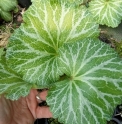 Saxifraga stolonifera 'Uchiwa'