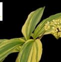 Maianthemum japonicum 'Hizashi'