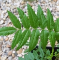 Sorbus tianschanica KGZ5048