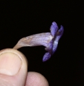Strobilanthes aff.flexicaulis CMBTW1531