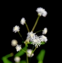 Thalictrum integrilobum