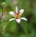 Tricyrtis 'Orihime'