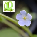Trigonotis icumae CBKR1297