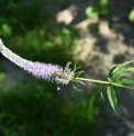 Veronicastrum sachalinense