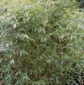 Yushania brevipaniculata CBCH765