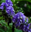 Aconitum  japonicum