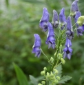 Aconitum proliferum BSWJ4107