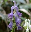 Aconitum pterocaule