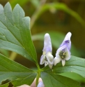 Aconitum sachalinense subsp.yezoense