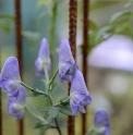 Aconitum uchiyamae CBKR1260