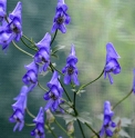 Aconitum zig-zag var.ryohakuense