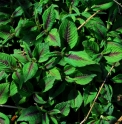 Aconogonon campanulatum feuilles tâchées CBCH292