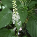 Actaea americana