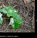 Actaea japonica 'Aojiku'