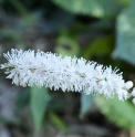 Actaea japonica