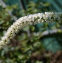 Actaea yezoensis BSWJ10860