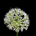 Allium hookeri CBCH802 