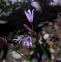 Allium mairei 
