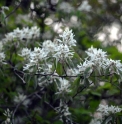 Amelanchier asiatica