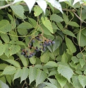 Ampelopsis megalophylla