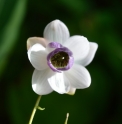 Anemonopsis macrophylla CMBJP2073